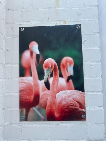 (Tuin) poster flamingo’s 120x180 cm beschikbaar voor biedingen