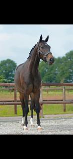 Enthousiaste ruiter gezocht voor deze parel, Dieren en Toebehoren, Paarden, Merrie