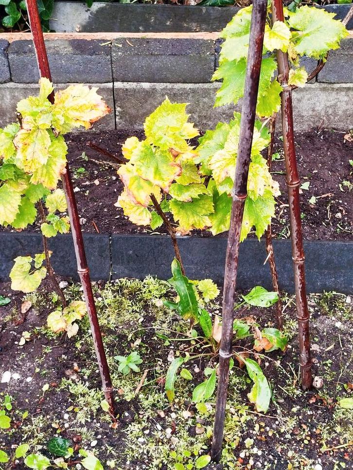 Jonge druivenplanten en aardbeiplanten, Tuin en Terras, Planten | Tuinplanten, Vaste plant, Fruitplanten, Volle zon, Lente, Ophalen of Verzenden