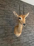 Opgezette Oribi , Taxidermie , Opgezet , Interieur ,Antilope, Verzamelen, Dierenverzamelingen, Overige soorten, Ophalen of Verzenden