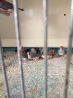 Koppels split charcoal zebravinken, Meerdere dieren, Tropenvogel