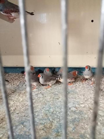 Koppels split charcoal zebravinken  beschikbaar voor biedingen