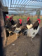 Hanen Lakenvelders, Dieren en Toebehoren, Mannelijk, Kip