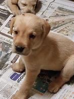 goldenretriever x labrador pups ouders HD en ED vrij, Meerdere, 8 tot 15 weken, Meerdere dieren, Labrador retriever