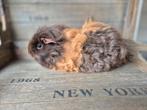Mooi Texel/Tessel cavia zeugje, Augustus, Vrouwelijk, Cavia