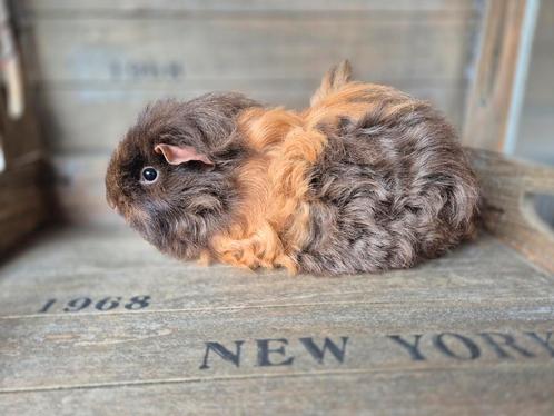 Mooi Texel/Tessel cavia zeugje, Dieren en Toebehoren, Knaagdieren, Vrouwelijk, Cavia, Augustus
