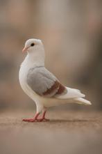 Hollandse meeuwtjes, duiven, Dieren en Toebehoren, Vogels | Duiven, Meerdere dieren, Overige soorten
