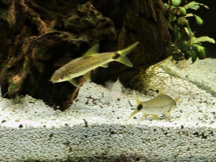 2 siamese algen eters te koop, Dieren en Toebehoren, Vissen | Aquariumvissen, Zoetwatervis, Vis