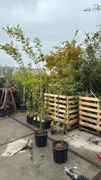 Stunt acer groen hoog 175cm plus weggeef prijs 29,50 pst, Tuin en Terras, Planten | Tuinplanten, Vaste plant, Bloeit niet, Halfschaduw