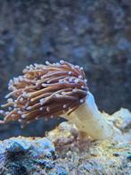 Golden, Dieren en Toebehoren, Vissen | Aquariumvissen, Vis
