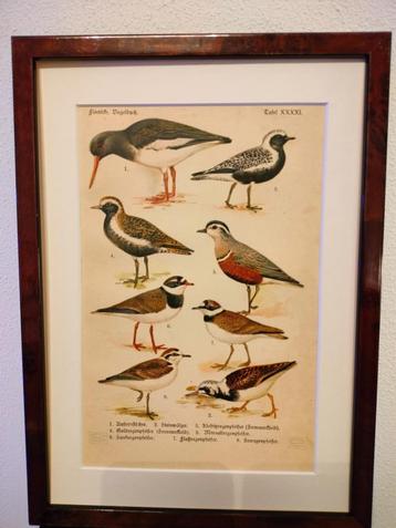 Litho Floericke Scholekster Plevier Steenloper 1922 beschikbaar voor biedingen