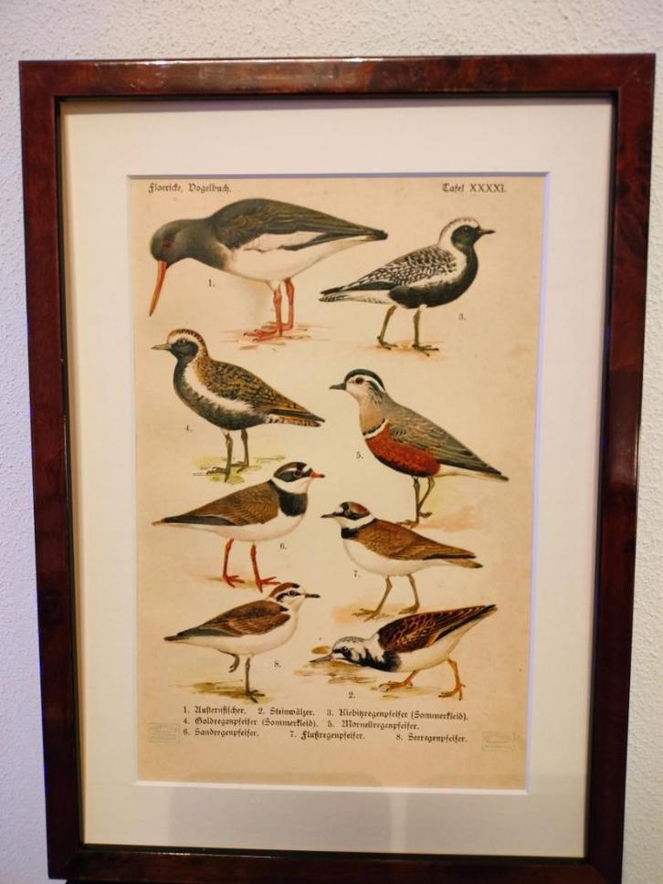 Litho Floericke Scholekster Plevier Steenloper 1922, Antiek en Kunst, Kunst | Litho's en Zeefdrukken, Ophalen of Verzenden