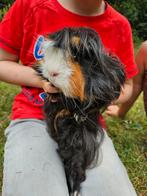 2 lieve cavia's inclusief kooi