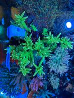 Diverse stekjes Acropora Zeeaquarium, Ophalen, Nieuw, Plant(en), Steen of Hout
