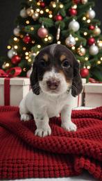 Fattoria del Bassotto heeft pups die mogen verhuizen 💕💕, Dieren en Toebehoren, Nederland, CDV (hondenziekte), 8 tot 15 weken