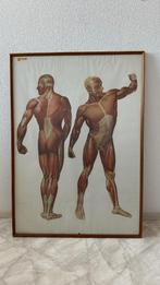 poster spieren menselijk lichaam, Met lijst, Sport, Gebruikt, Rechthoekig Staand