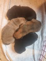 chow chow pup thuis nest, Rabiës (hondsdolheid), 8 tot 15 weken, Teef, Poolhond
