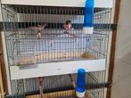 kanaries te koop, Dieren en Toebehoren, Meerdere dieren, Kleurkanarie