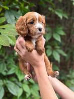 Lieve Cavapoo F1B puppy’s – gezinshond & hypoallergeen, Dieren en Toebehoren, CDV (hondenziekte), 8 tot 15 weken, Meerdere, Meerdere dieren
