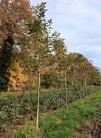 Walnotenboom Juglans regia (SCHERPE PRIJS!!) €55,-, Tuin en Terras, Planten | Bomen, 250 tot 400 cm, Volle zon, In pot, Overige soorten