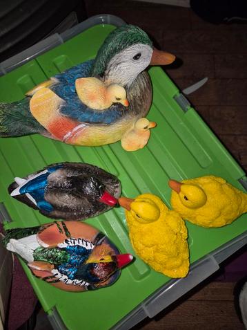Vijver opvulling,manarijneend me kuiken BIED EN HAAL OP beschikbaar voor biedingen