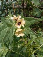 Hyoscyamus Niger - Bilzekruid zaden, Ophalen of Verzenden, Voorjaar, Halfschaduw, Zaad