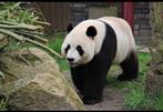 4 kaarten Ouwehands dierenpark, Drie personen of meer