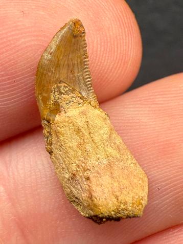 Zeldzame gewortelde Rugops Dinosaurus Tand Fossiel beschikbaar voor biedingen