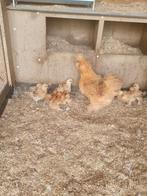 Zijdehoender  Kip met acht kuikens., Dieren en Toebehoren, Pluimvee, Meerdere dieren, Kip