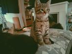 kitten.s zoek naar een gouden mandje, Dieren en Toebehoren, Katten en Kittens | Overige Katten, Meerdere dieren, Kortharig, 0 tot 2 jaar