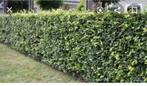 beukenhaag, Tuin en Terras, Ophalen of Verzenden, Beukenhaag, Haag, 100 tot 250 cm