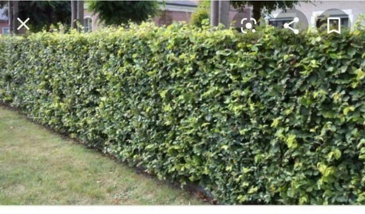 beukenhaag, Tuin en Terras, Planten | Struiken en Hagen, Haag, Beukenhaag, 100 tot 250 cm, Ophalen of Verzenden