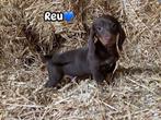 Teckel pups, Dieren en Toebehoren, CDV (hondenziekte), 8 tot 15 weken, Korthaar, Dwerg