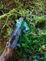 Rhaphidophora cryptantha plantje/stekje, Ophalen of Verzenden, Halfschaduw, Minder dan 100 cm