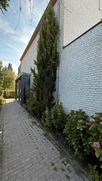 Italiaanse Cipres, Ophalen, Volle zon, Overige soorten