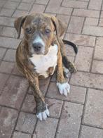Nog 3 prachtige teefjes American XL Bully pups, Dieren en Toebehoren, Overige rassen, 8 tot 15 weken, Meerdere, Meerdere dieren