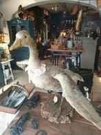 Prachtige opgezette gans taxidermie, Opgezet dier, Vogel, Ophalen of Verzenden, Zo goed als nieuw