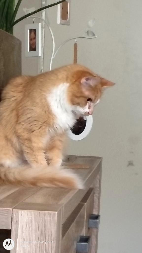 Lieve poes zoekt huis gratis, Dieren en Toebehoren, Katten en Kittens | Overige Katten, Poes, 0 tot 2 jaar