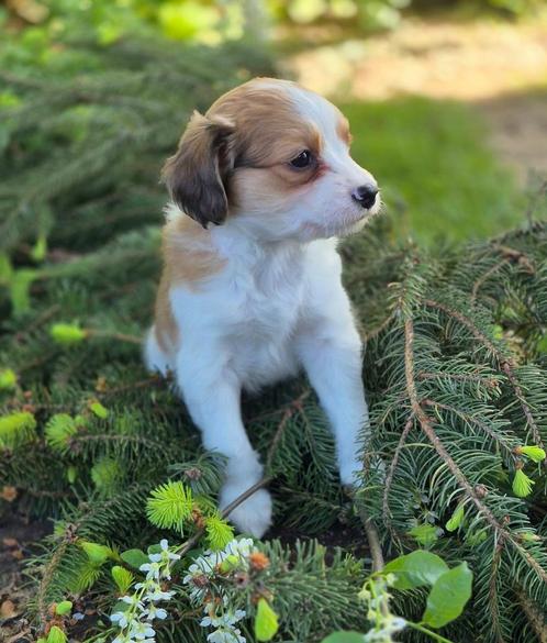 Kooikerhondje 8 weken, Dieren en Toebehoren, Honden | Retrievers, Spaniëls en Waterhonden, Reu, Overige rassen, Particulier, Eén hond