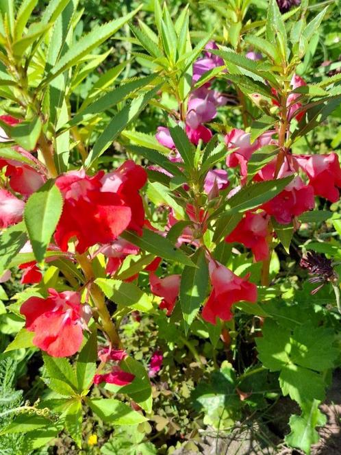 Balsemien Dwarf mix, Tuin en Terras, Bloembollen en Zaden, Zaad, Voorjaar, Volle zon, Ophalen of Verzenden