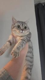 Britse korthaar kitten poes silver tabby, Dieren en Toebehoren, Katten en Kittens | Raskatten | Korthaar, Poes, Ontwormd, 0 tot 2 jaar