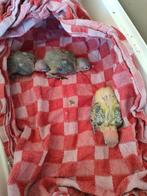 Baby dwergpapegaaien voor handtam, Dieren en Toebehoren, Geslacht onbekend, Dwergpapegaai of Agapornis