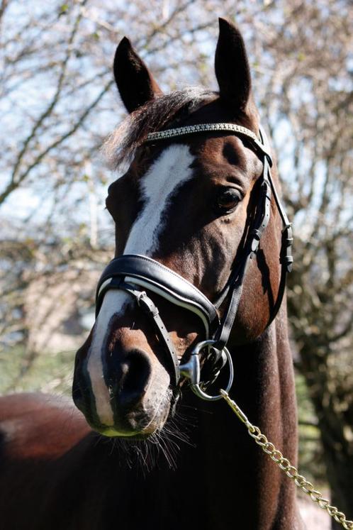 Prachtig elegant hoofdstel! Verkoop voor een goed doel!, Dieren en Toebehoren, Paarden en Pony's | Hoofdstellen en Tuigage, Zo goed als nieuw