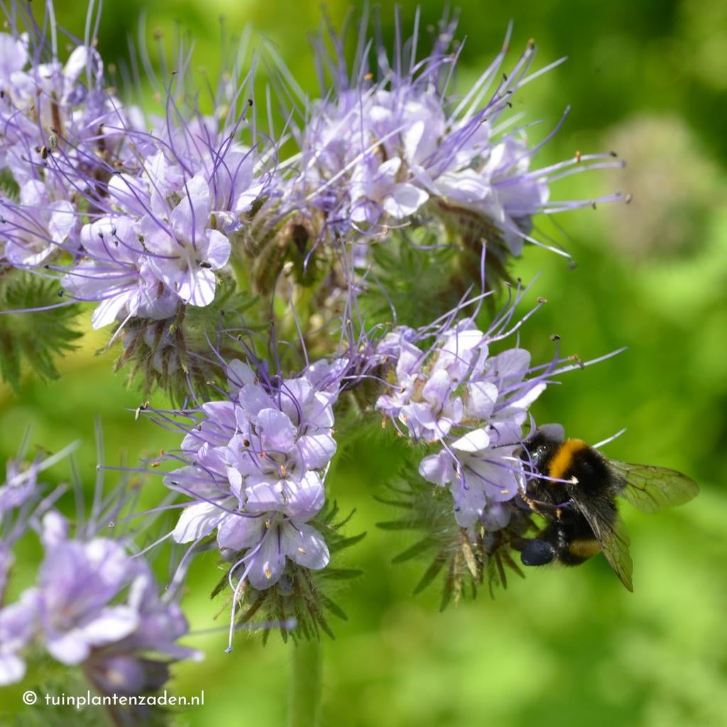 Uit de biologische moestuin: Phacelia, bijenbrood, pl +zaden, Ophalen of Verzenden, Voorjaar, Volle zon, Zaad