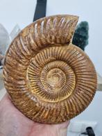 Grote ammoniet, Verzamelen, Mineralen en Fossielen, Ophalen of Verzenden, Mineraal
