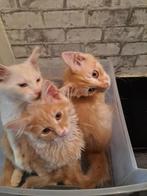 Maine coon kittens, Dieren en Toebehoren, Katten en Kittens | Raskatten | Langhaar, Meerdere dieren, Gechipt, 0 tot 2 jaar