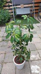 Schefflera met witte bloempot, Tuin en Terras, Planten | Tuinplanten, Ophalen, Zomer, Overige soorten, Volle zon