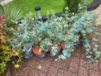 Eucalyptus, Tuin en Terras, Planten | Tuinplanten, Ophalen, Zomer, Overige soorten, Volle zon