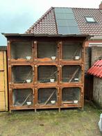 3 (konijnen) flat’s van sportfokker, Minder dan 60 cm, 110 cm of meer, Ophalen of Verzenden, Zo goed als nieuw