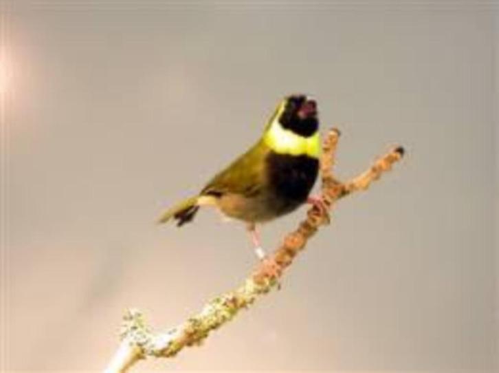 Prachtige kleine Cubavinken, Dieren en Toebehoren, Vogels | Overige Vogels, Meerdere dieren